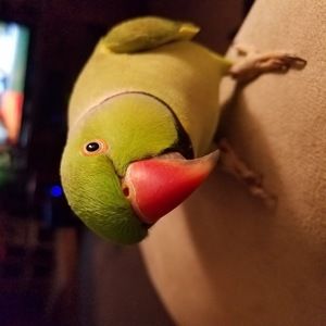 Meet your Posher, Rita